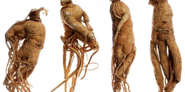 Ginseng root to increase the penis